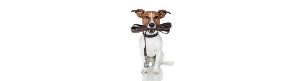 Collars, Harnesses & Leads